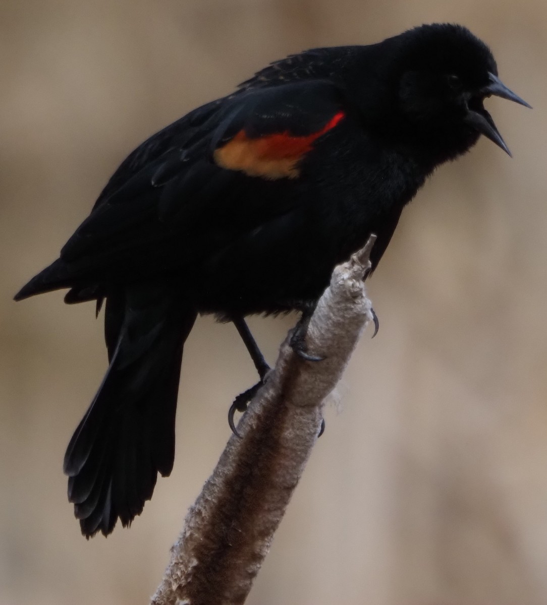 Red-winged Blackbird - ML646323214