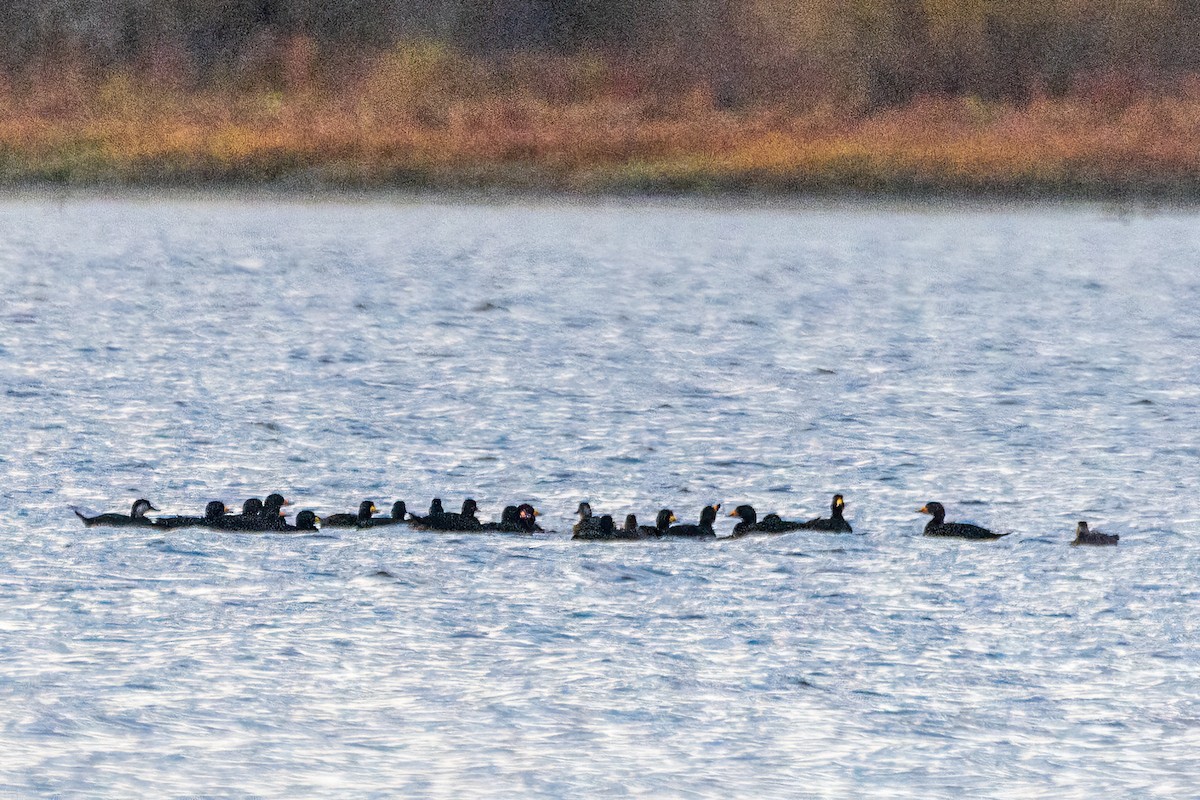 amerikasvartand - ML646323215