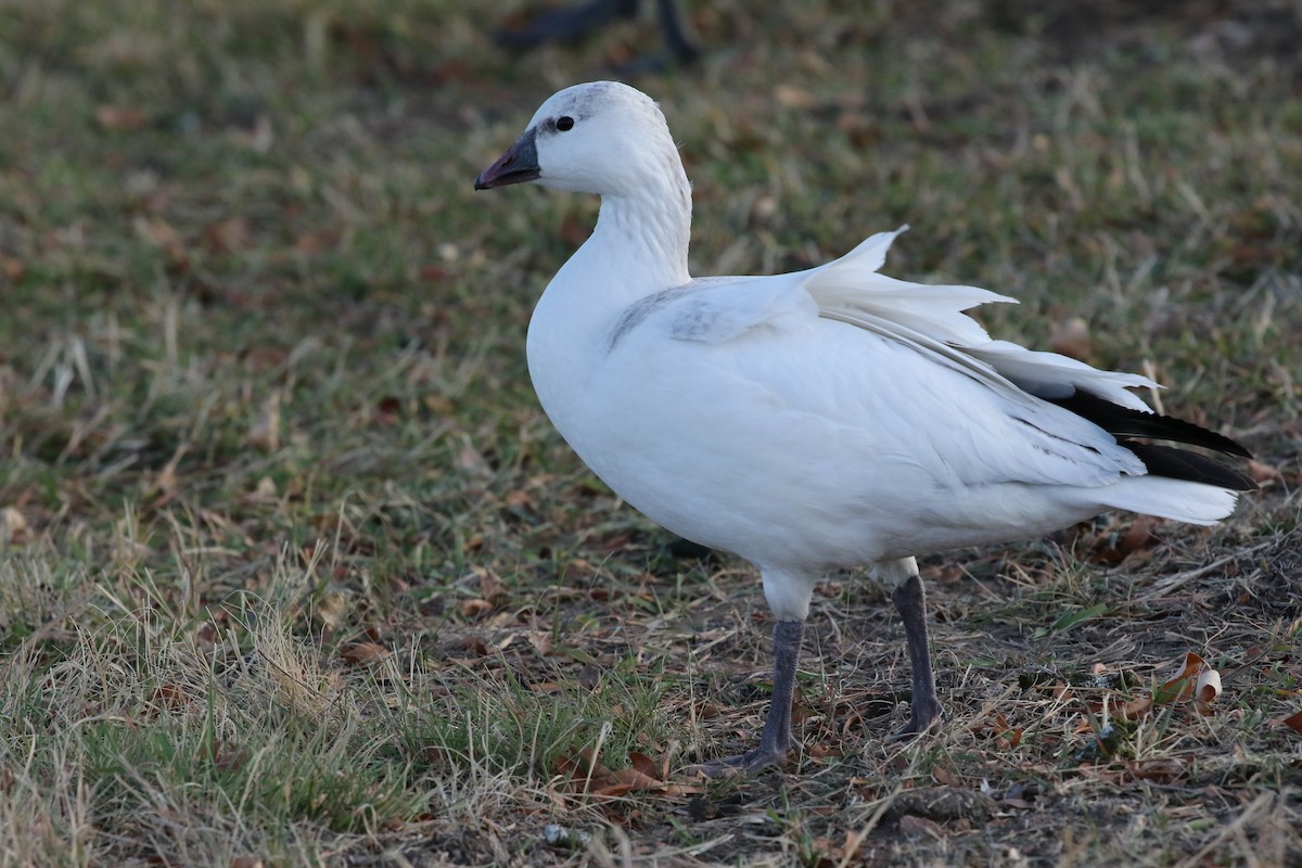 Ross's Goose - ML646323216
