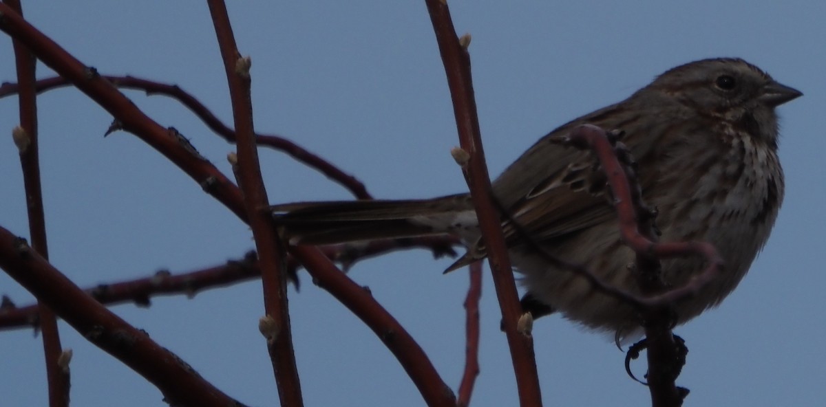 Song Sparrow - ML646323217