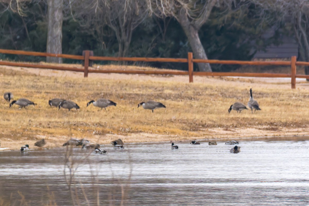 Barnacla Canadiense Grande - ML646323218