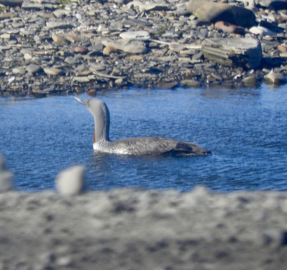 smålom - ML646323222