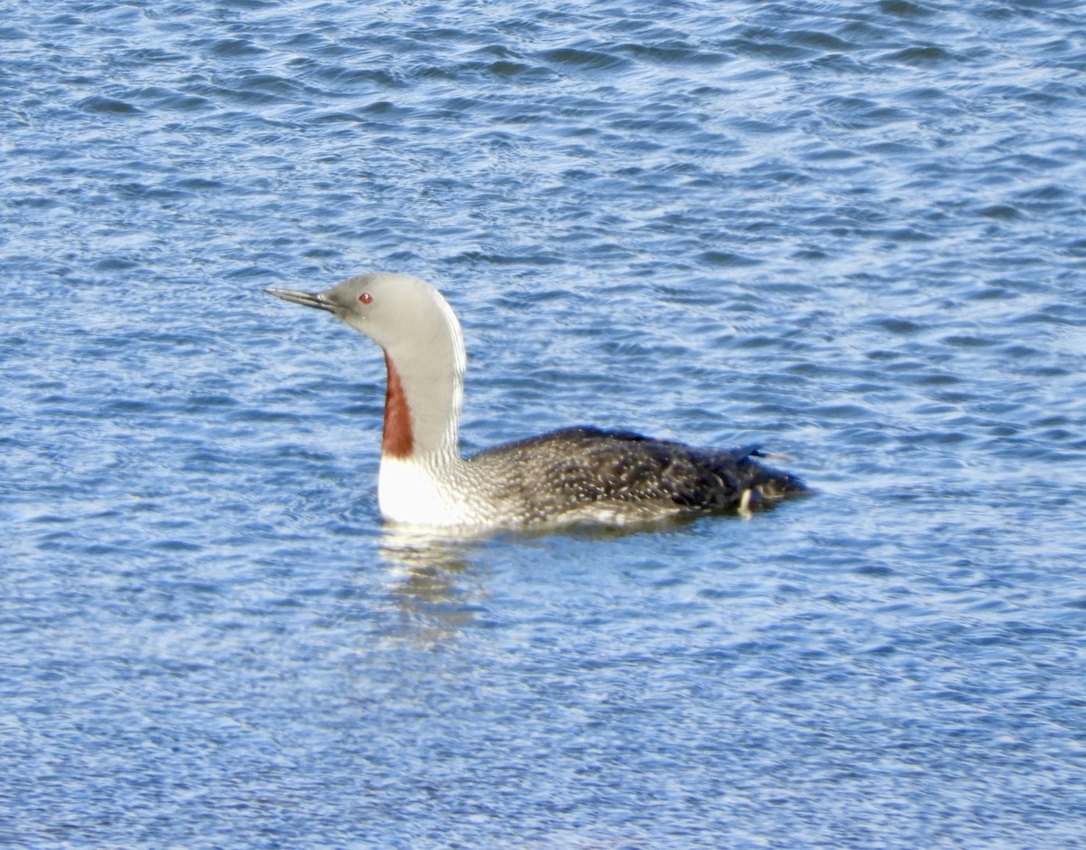 smålom - ML646323223