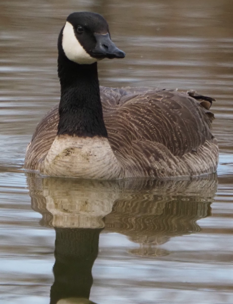 Canada Goose - ML646323226