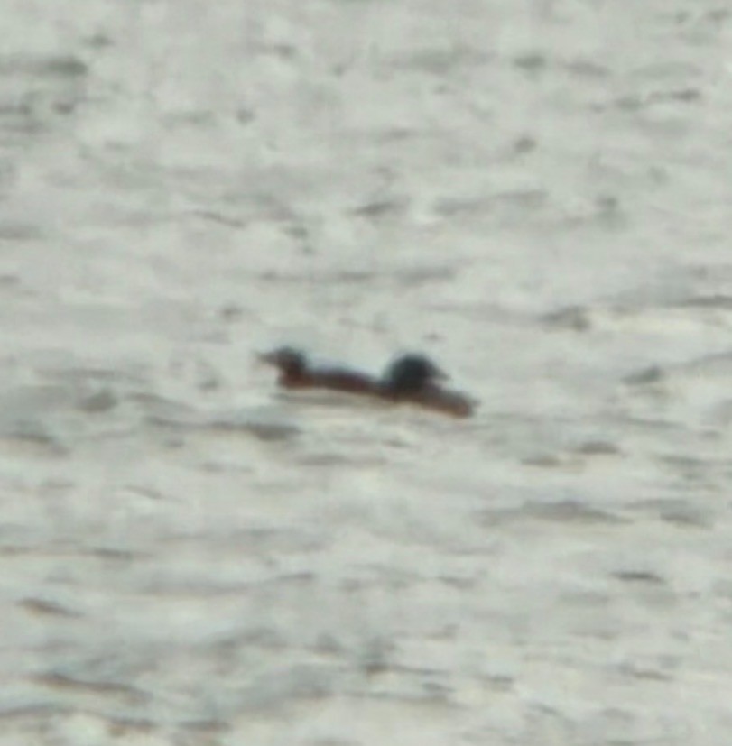 duck sp. - ML646323237