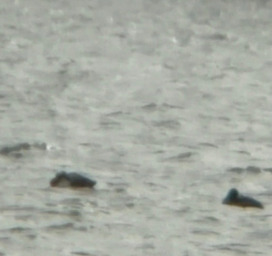 duck sp. - ML646323238