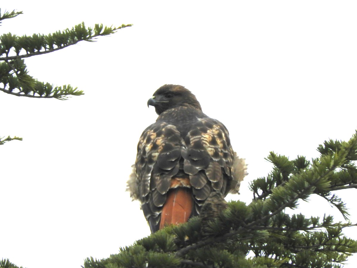 rødstjertvåk - ML646323240