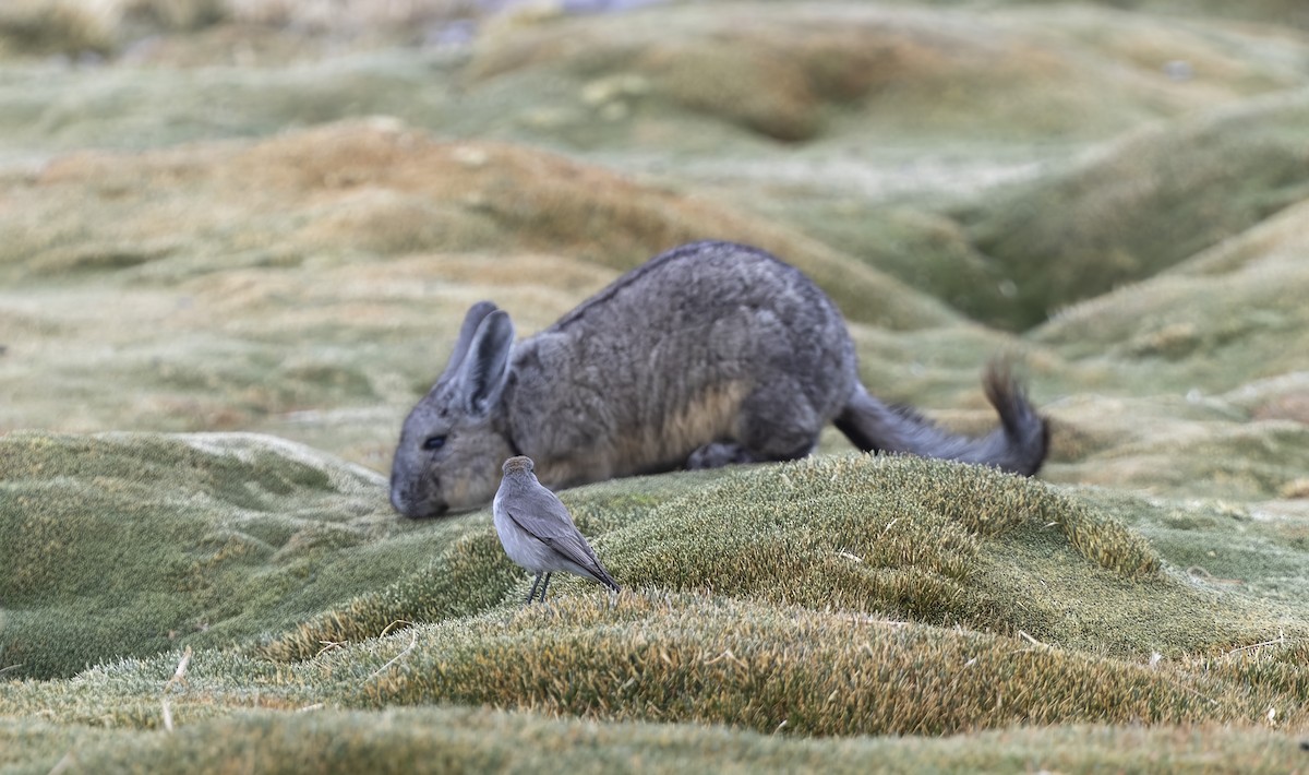 punamarktyrann - ML646323242