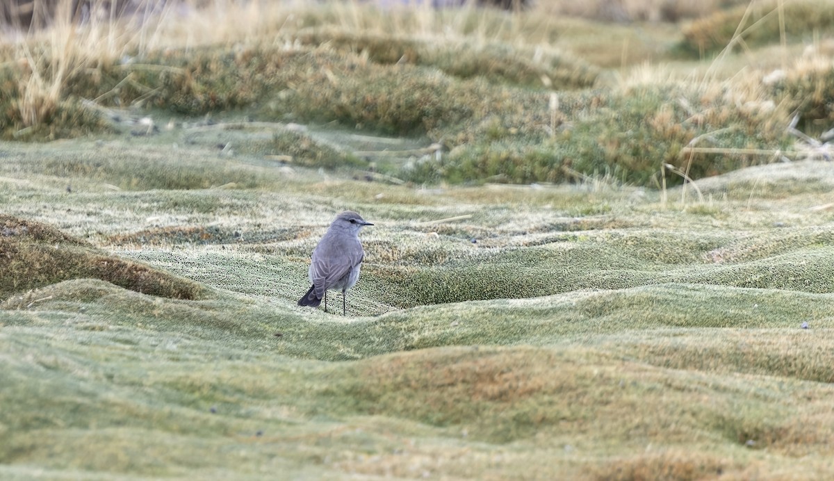 punamarktyrann - ML646323243