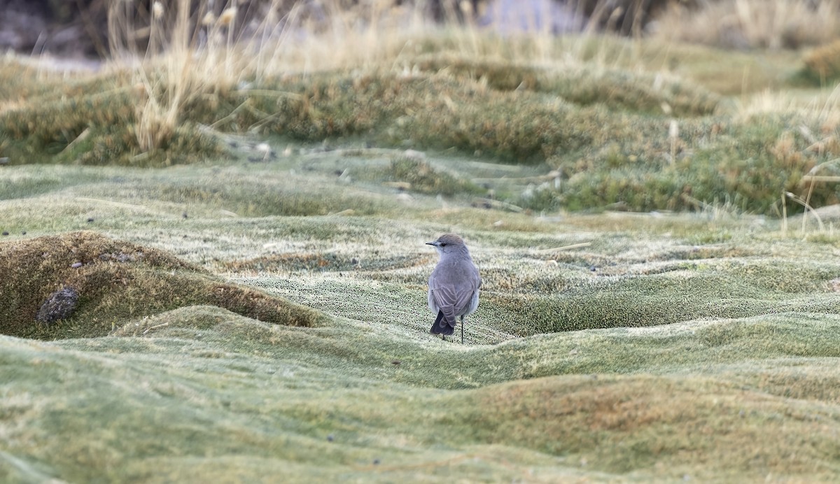 punamarktyrann - ML646323244