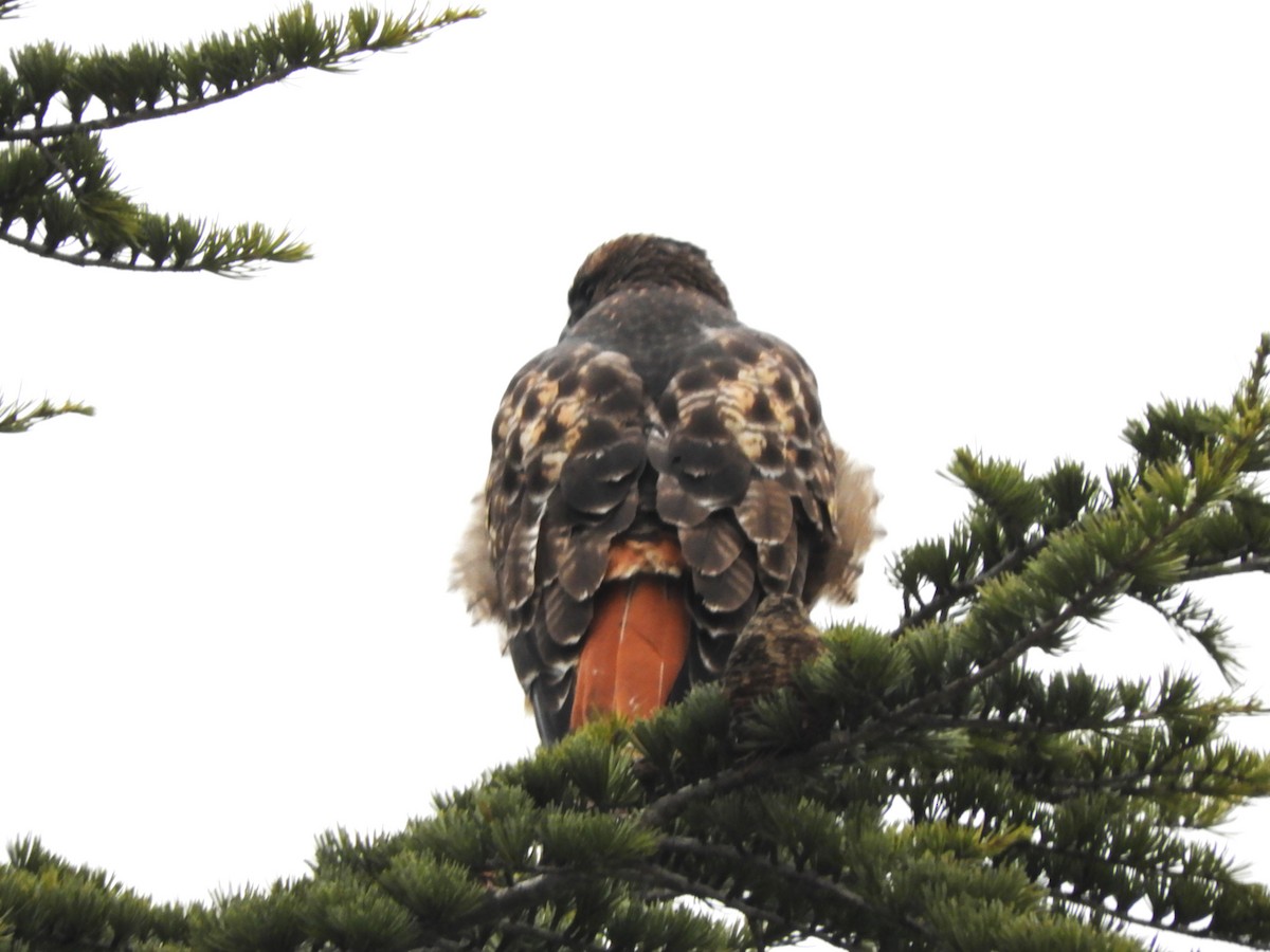 rødstjertvåk - ML646323251