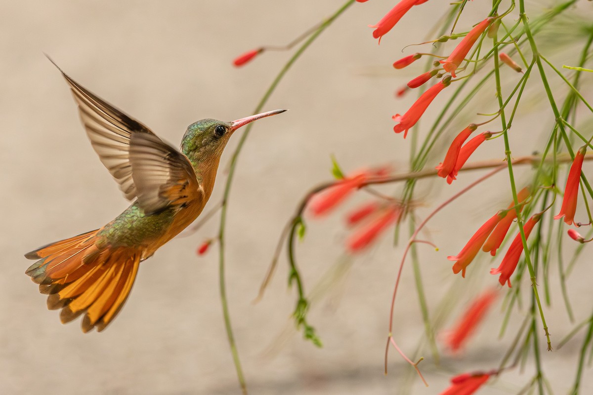 kanelkolibri - ML646323253