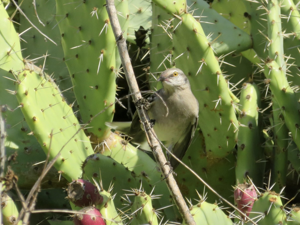 sangspottefugl - ML646323254