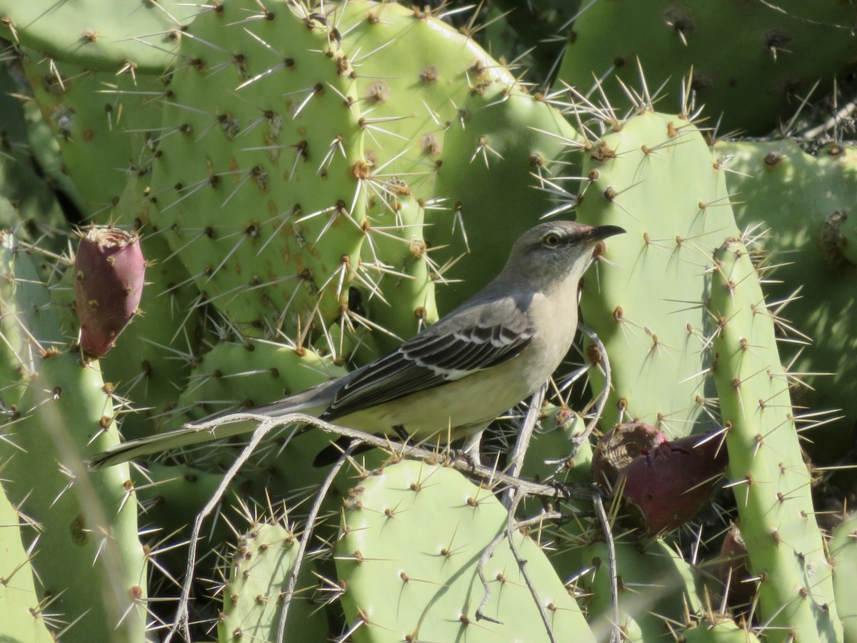 sangspottefugl - ML646323255