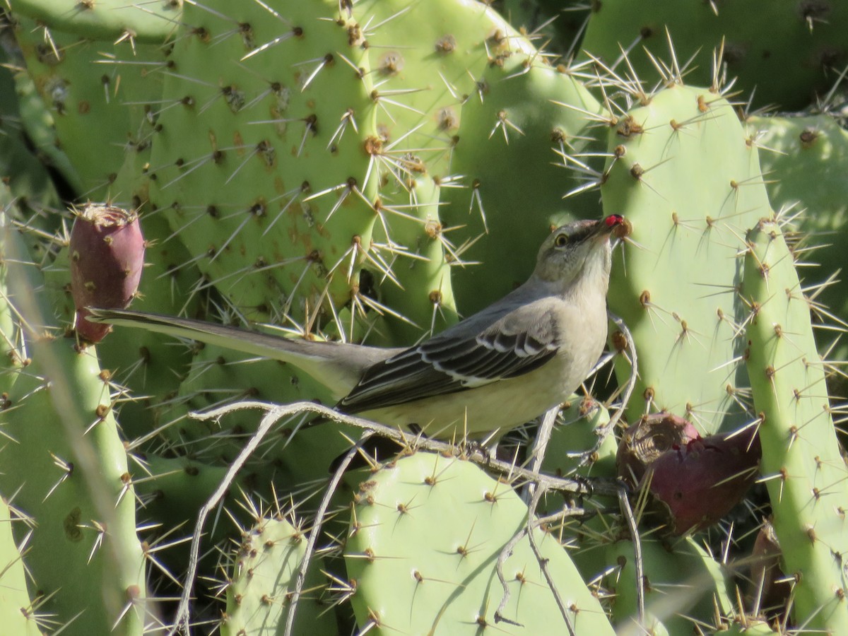 sangspottefugl - ML646323256