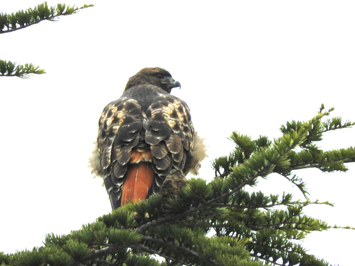 rødstjertvåk - ML646323259