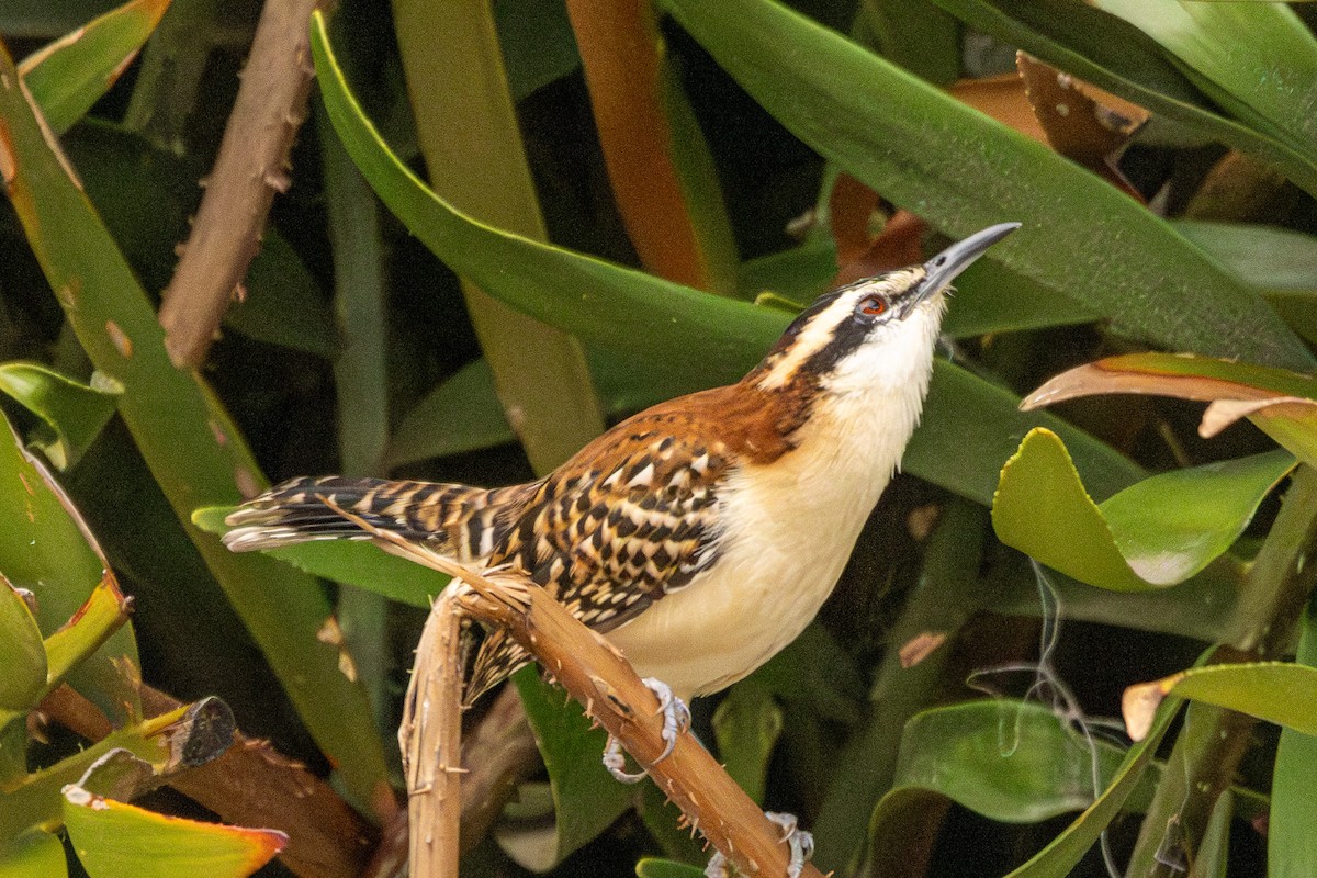 rødryggsmett - ML646323267