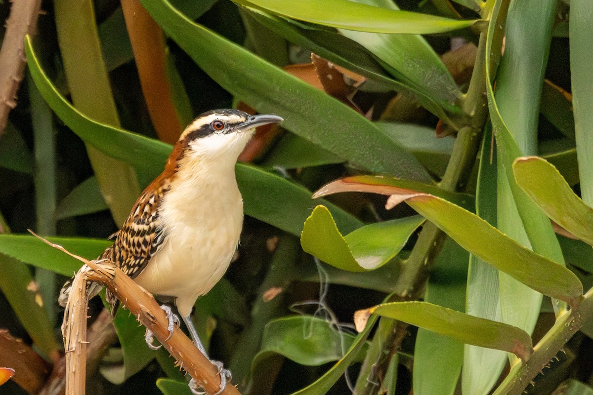 rødryggsmett - ML646323268