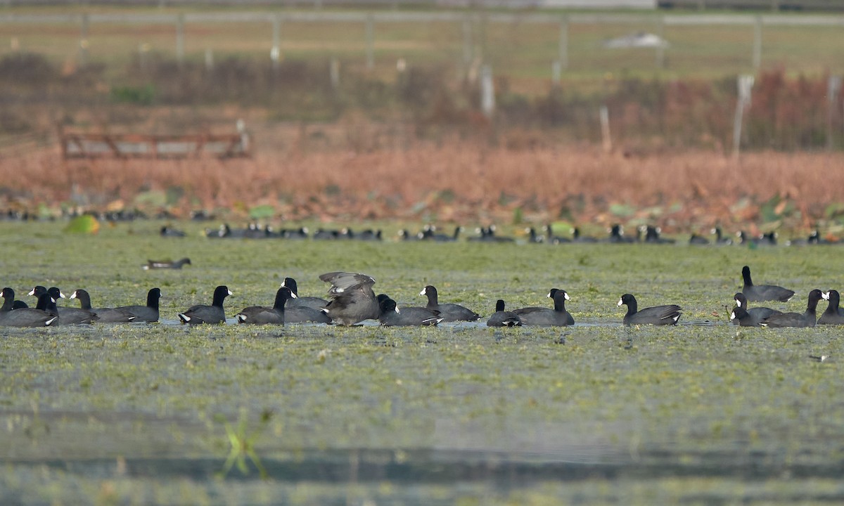 American Coot - ML646323269