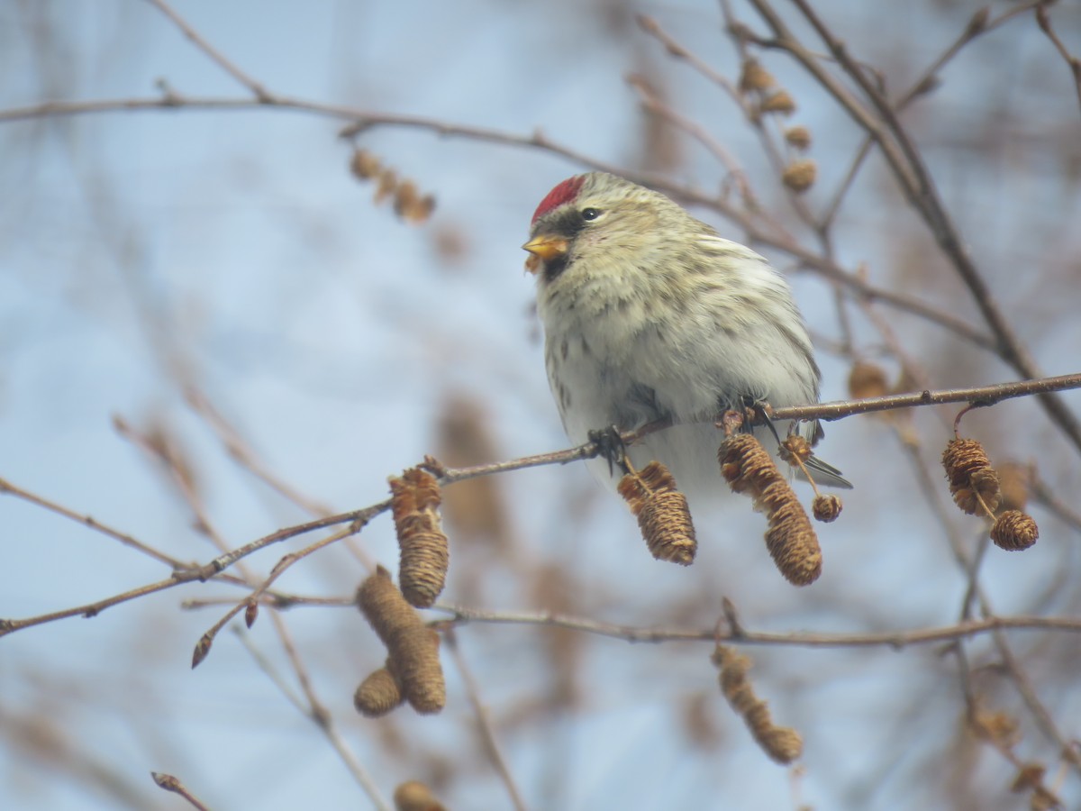 gråsisik - ML646323270