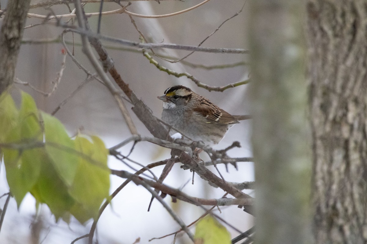 hvitstrupespurv - ML646323271