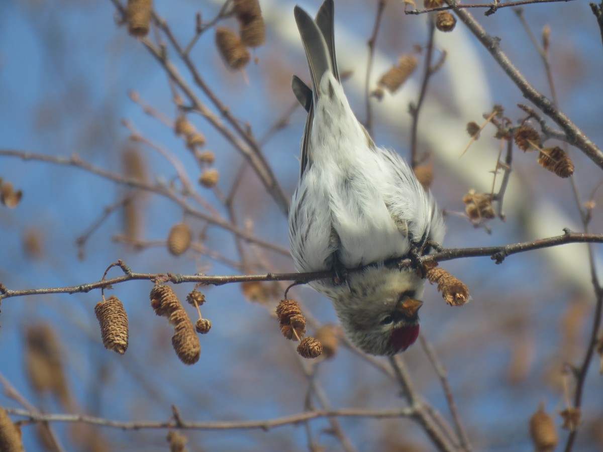 gråsisik - ML646323272