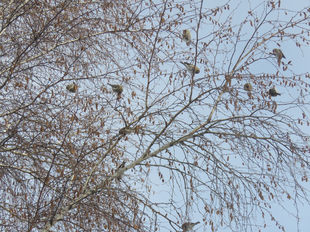 gråsisik - ML646323273