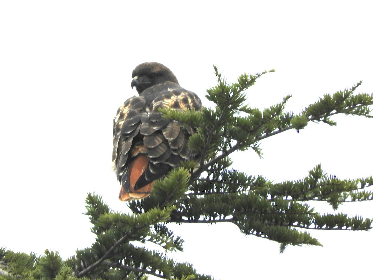 rødstjertvåk - ML646323274