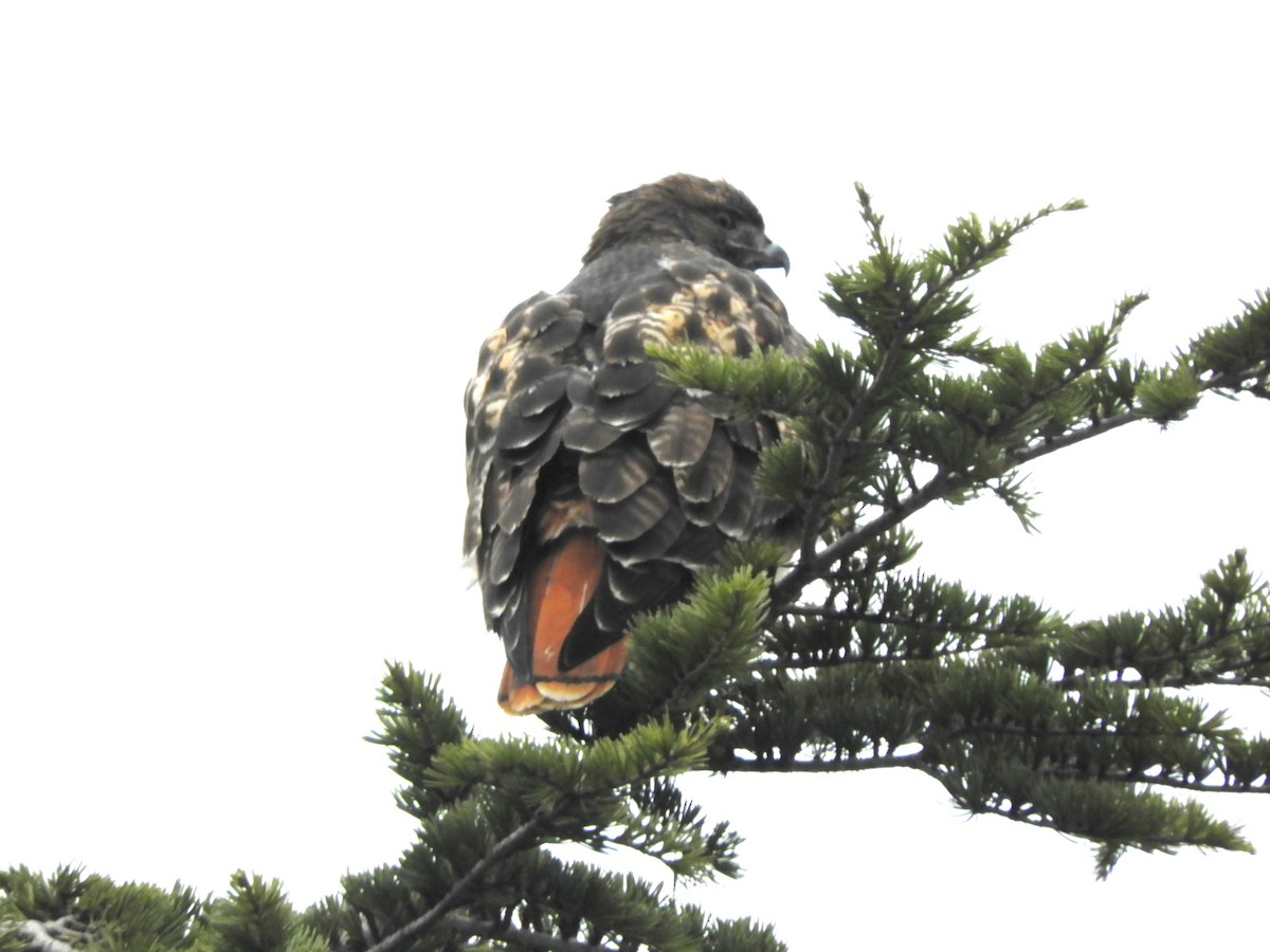 rødstjertvåk - ML646323277