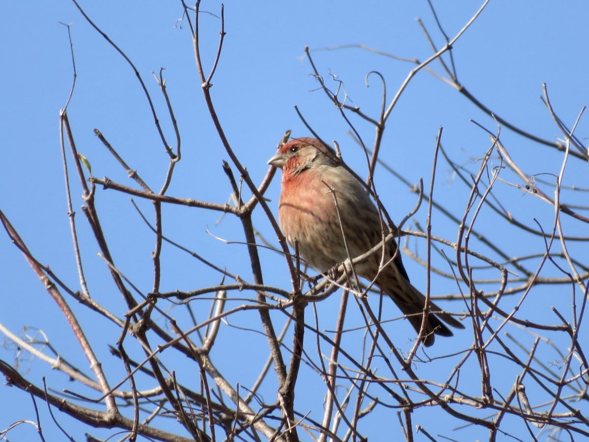 husrosenfink - ML646323278