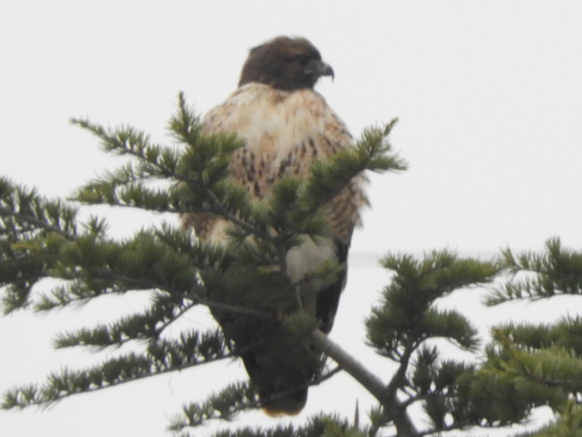 Red-tailed Hawk - ML646323279