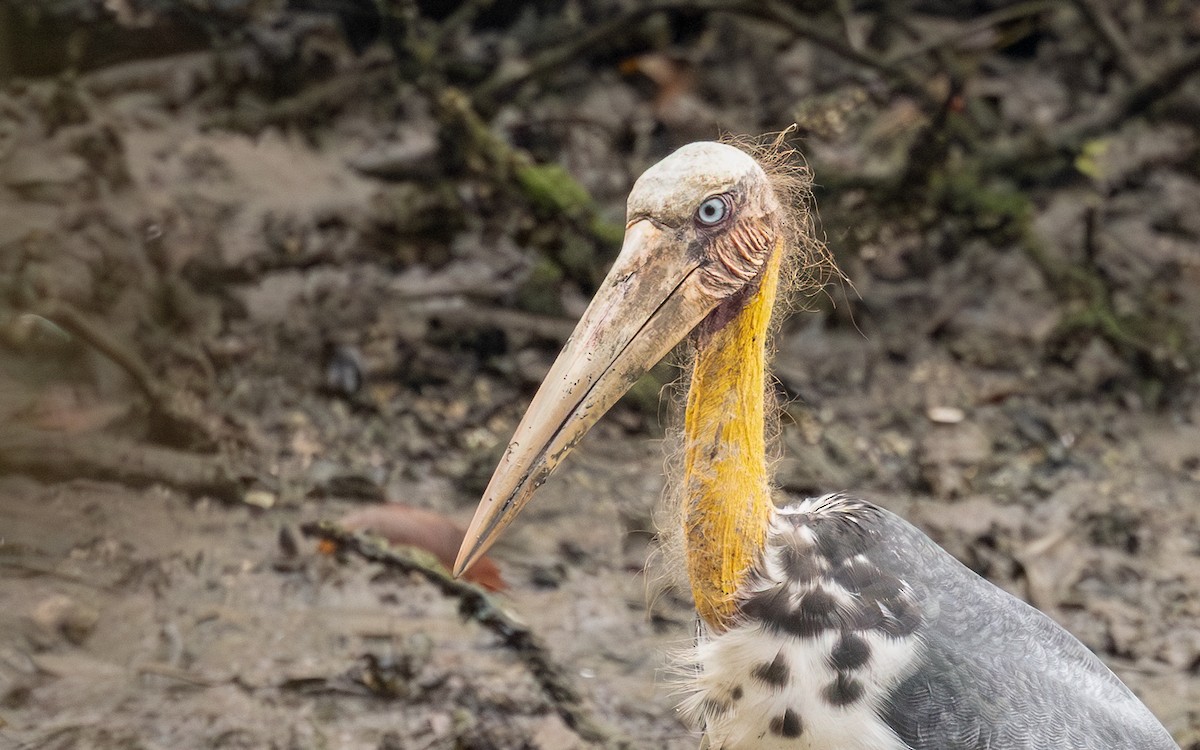 Lesser Adjutant - ML646323283
