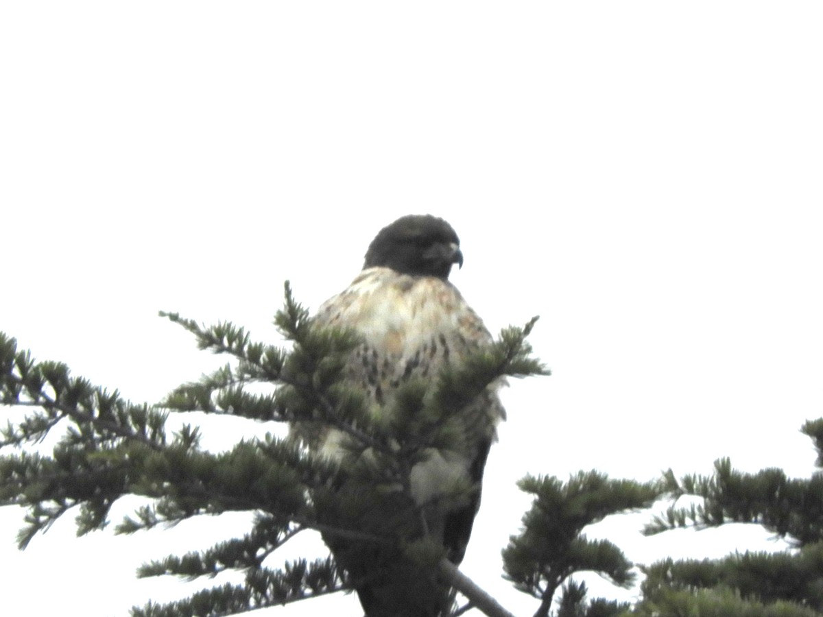 Red-tailed Hawk - ML646323285
