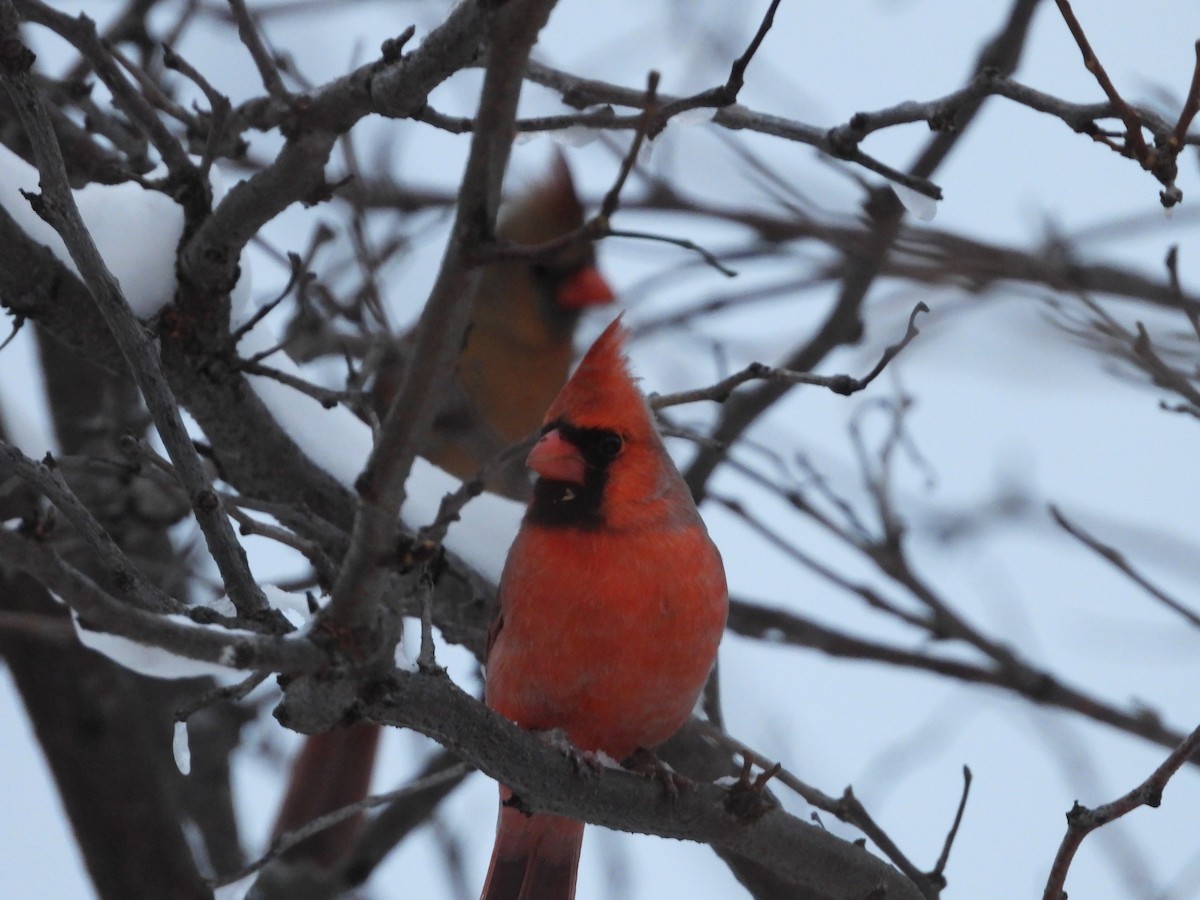 Cardinal rouge - ML646323287