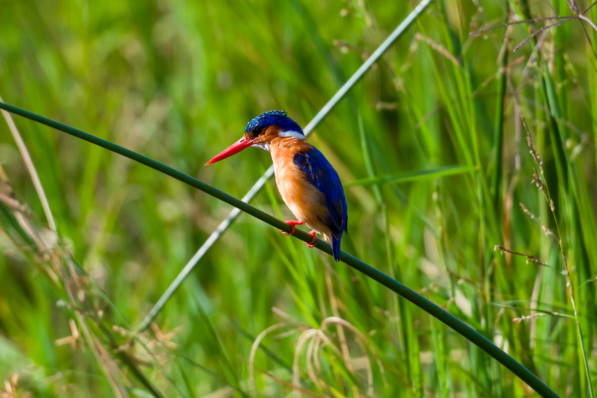 Malachite Kingfisher - ML646323302