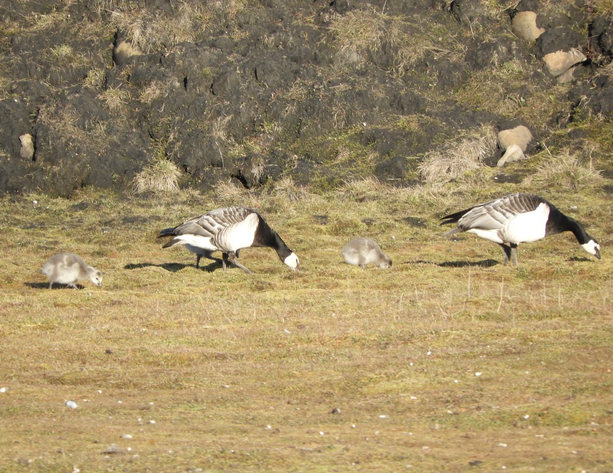 Barnacle Goose - ML646323303