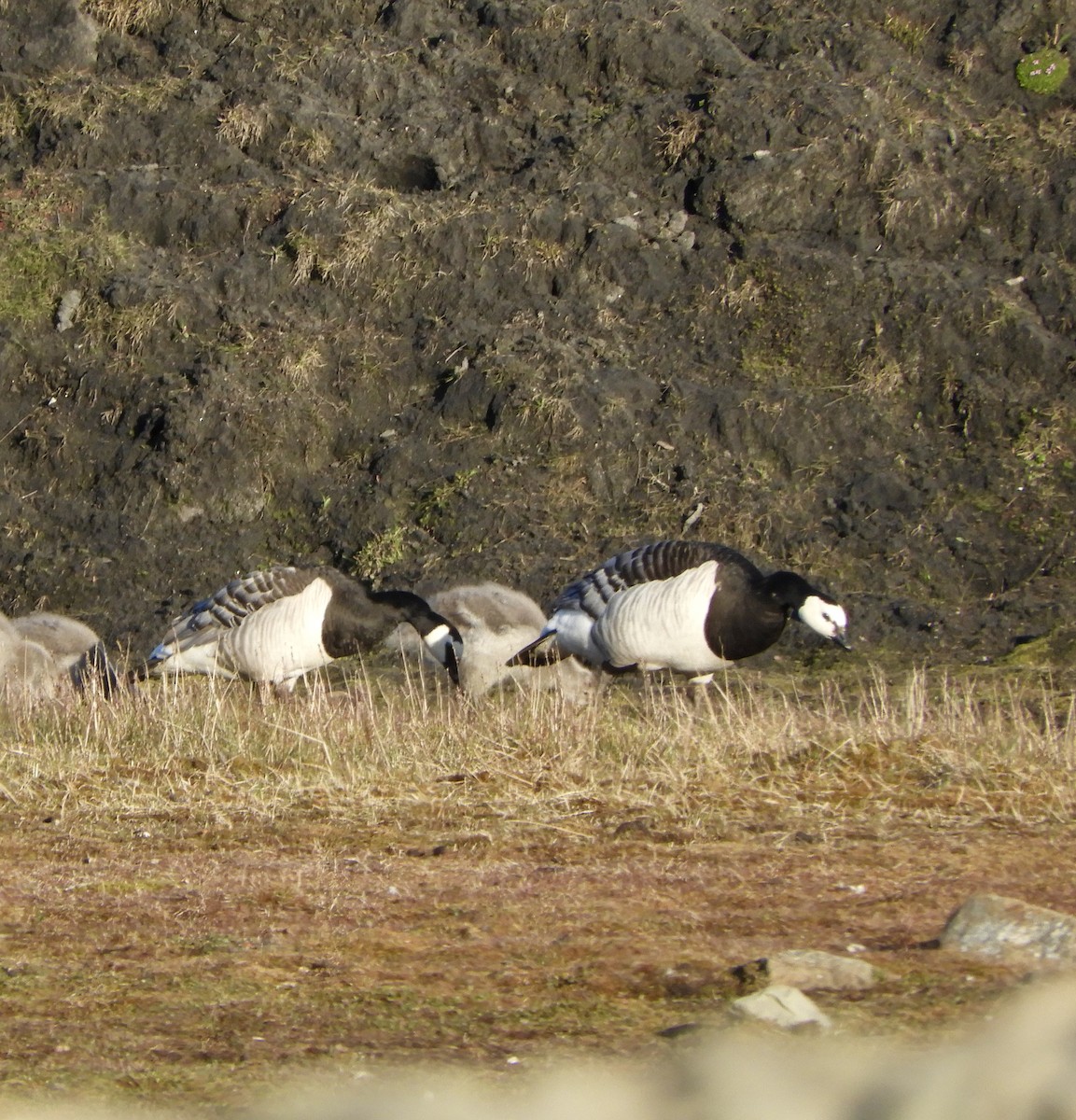 Barnacle Goose - ML646323304