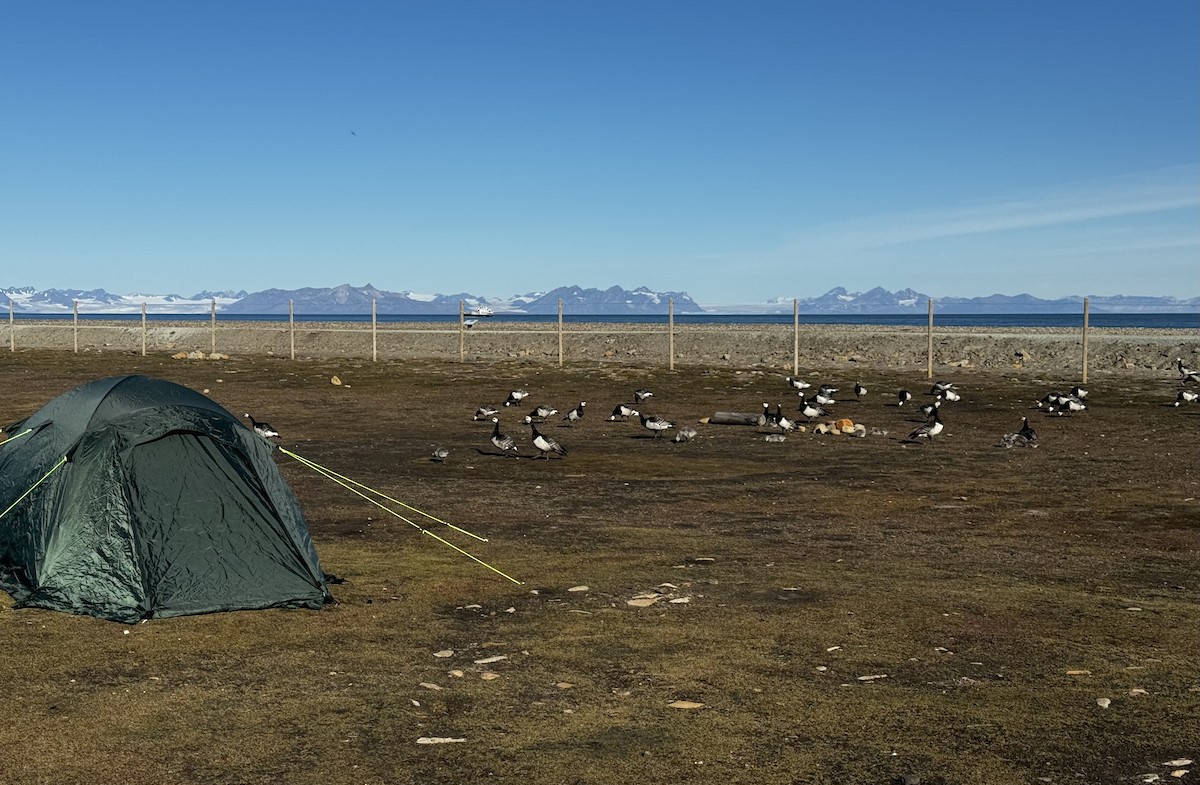 Barnacle Goose - ML646323305