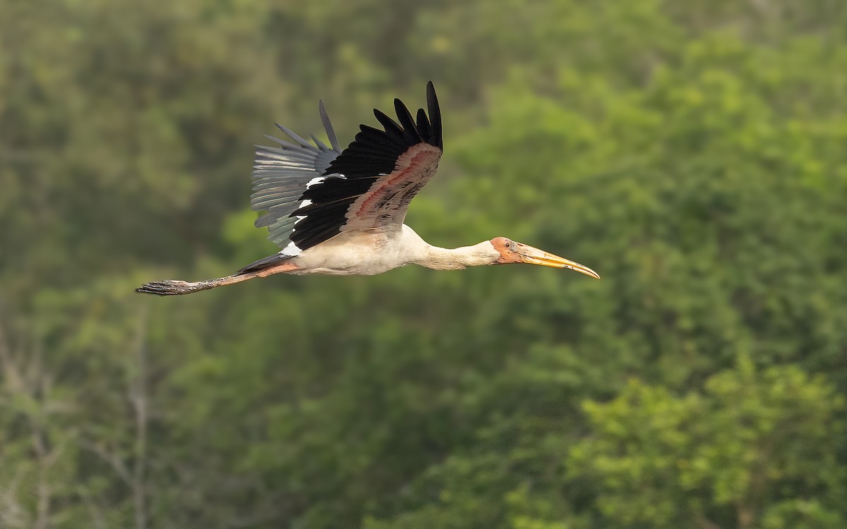 Painted Stork - ML646323306