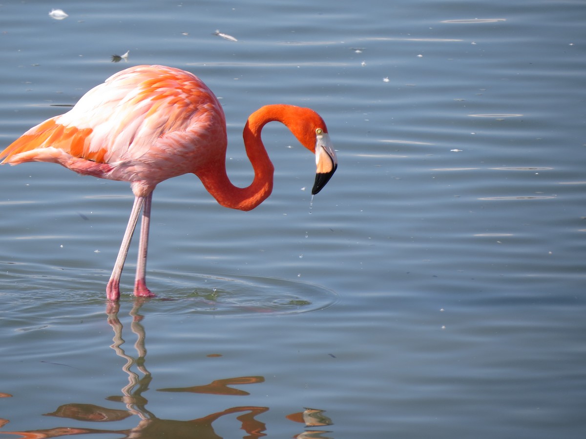 American Flamingo - ML646323307