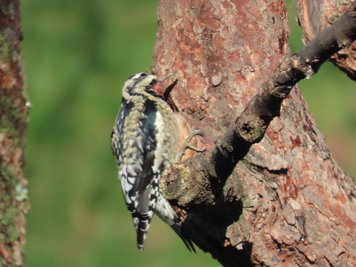 datel rudohrdlý - ML646323308