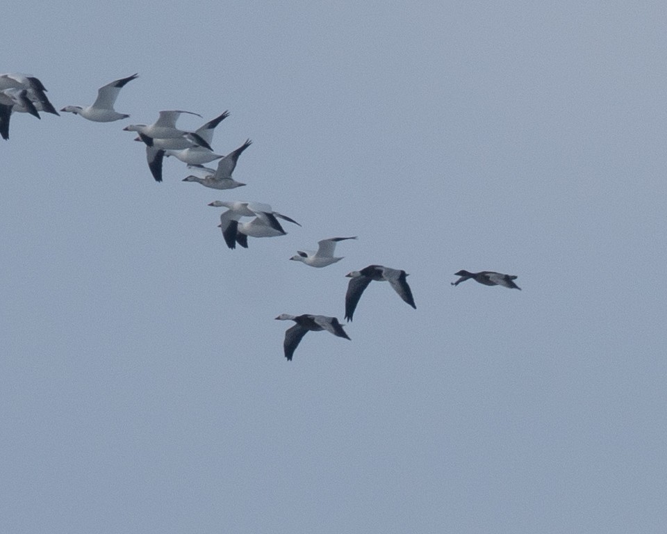 husa bělostná - ML646323316