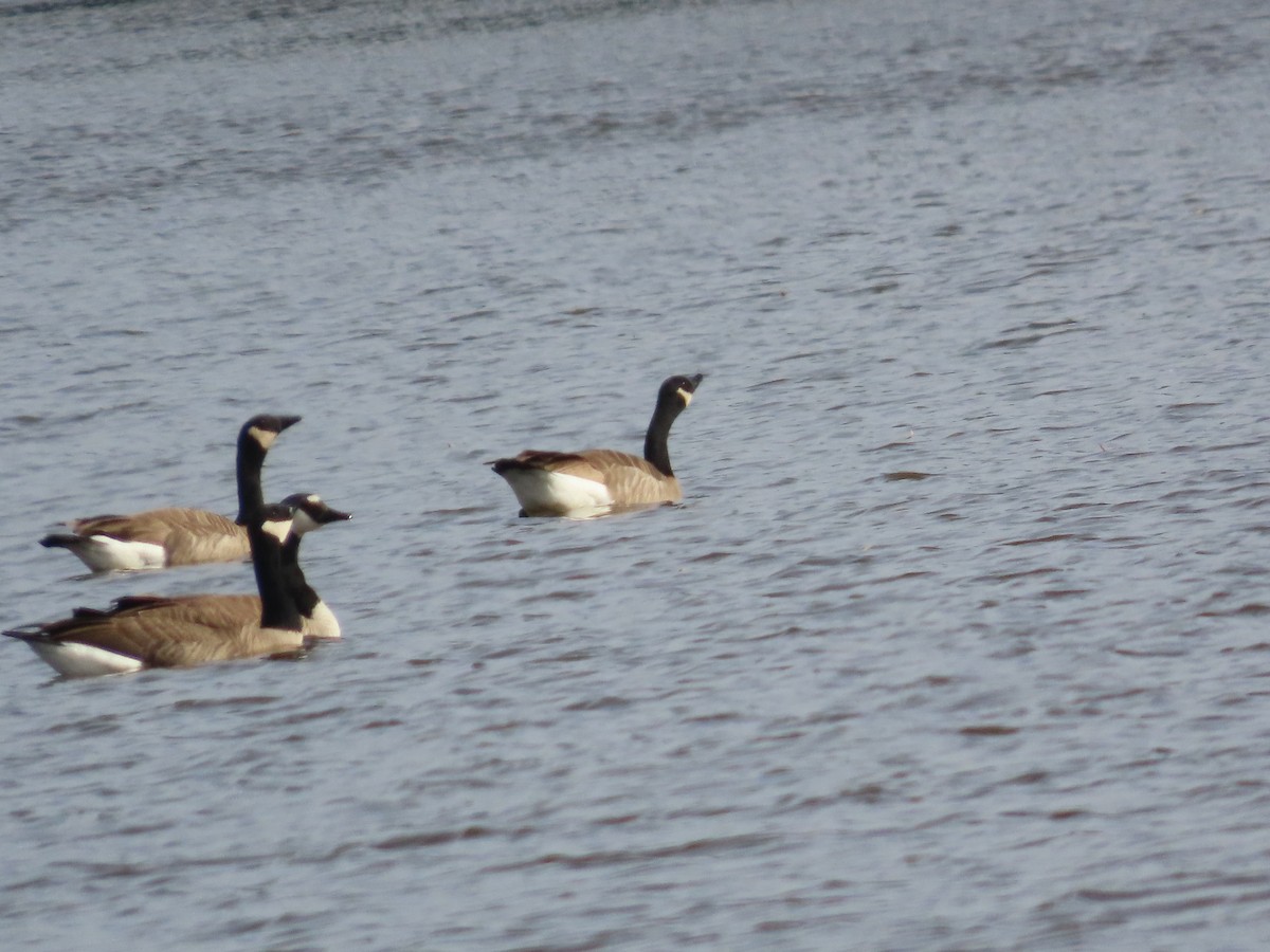 Canada Goose - ML646323317