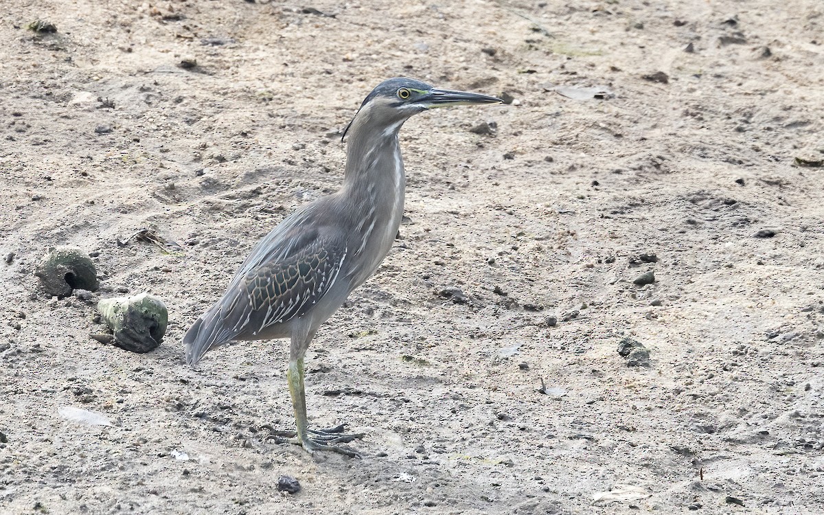 Little Heron - ML646323320
