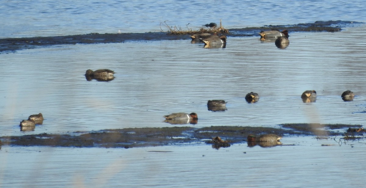 小水鴨 - ML646323323