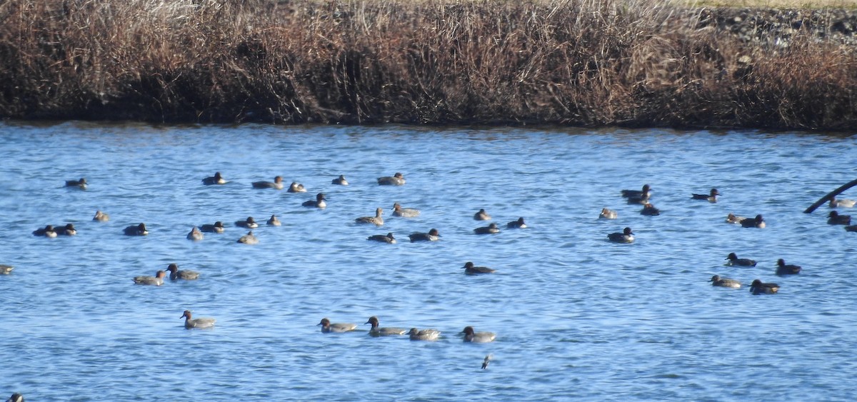 小水鴨 - ML646323324