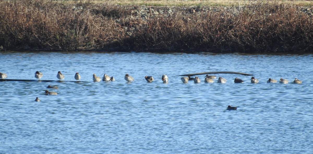 小水鴨 - ML646323325