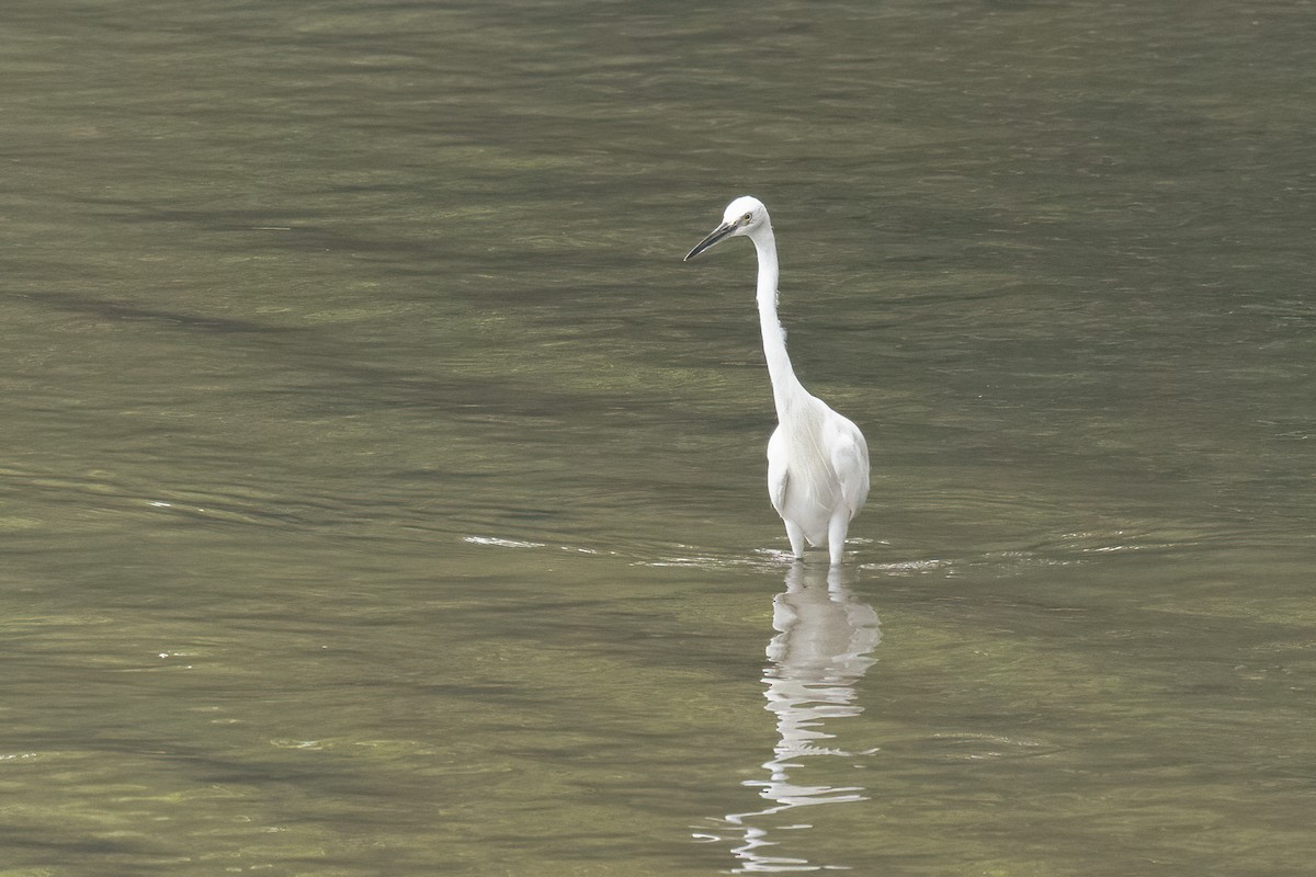Little Egret - ML646323327