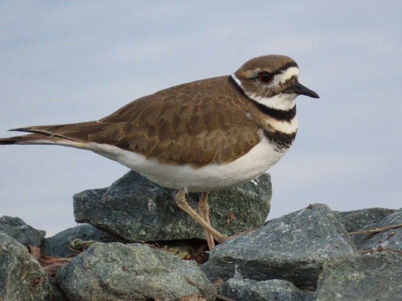Killdeer - ML646323328
