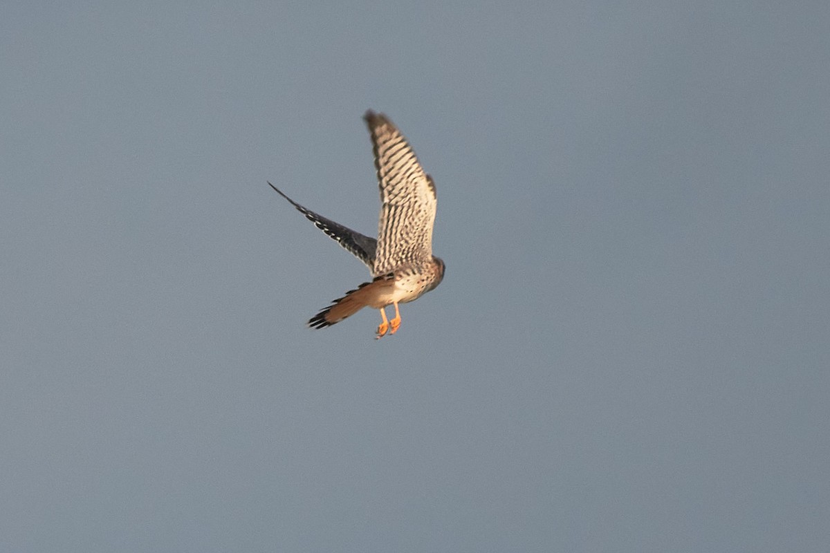 American Kestrel - ML646323329